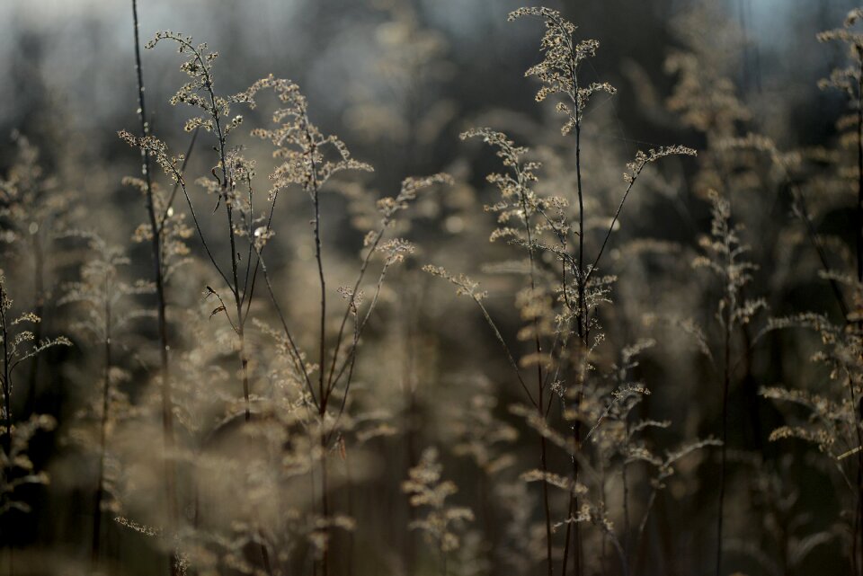Winter field plant