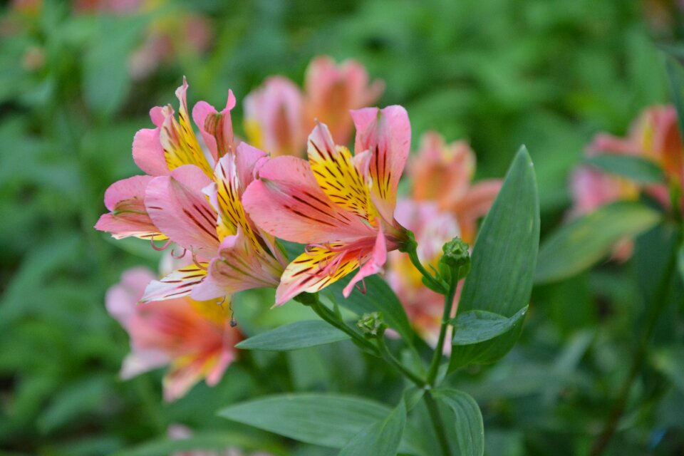 Plants flowering nature garden