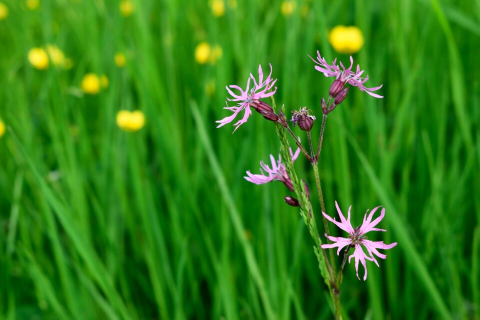 Nobody plant meadow