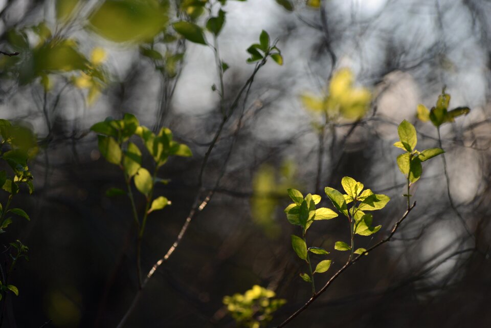 Leaf winter sun sunny