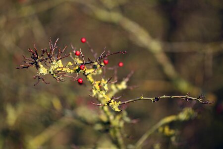 Leaf weave berries