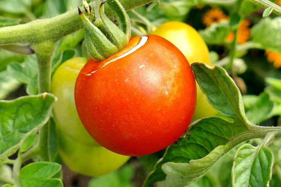 Delicious vegetables garden