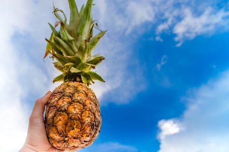 Pineapple tropical fruit