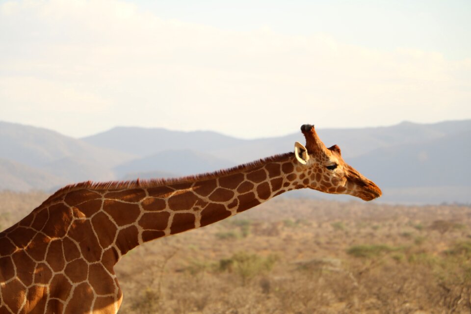 Wild wildlife nature