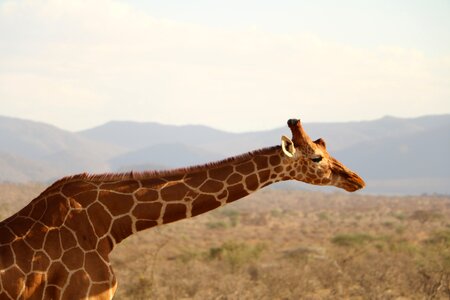 Wild wildlife nature