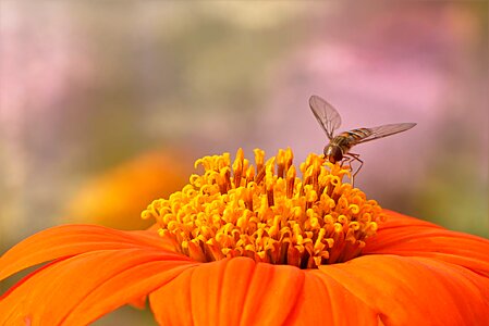 Zinnia elegans orange bee
