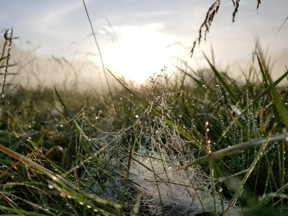 Morning summer grass