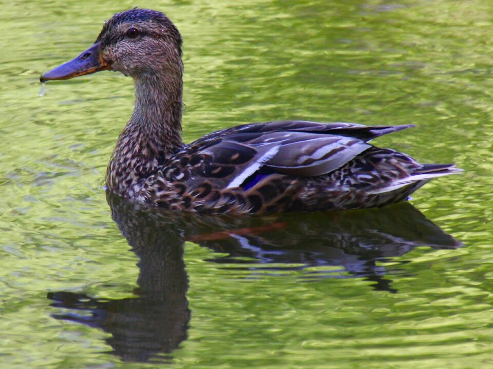 Wild birds ducks water