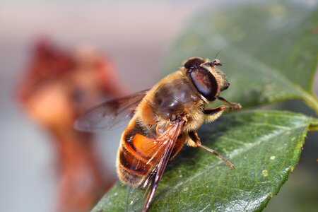 Insect pollen honey