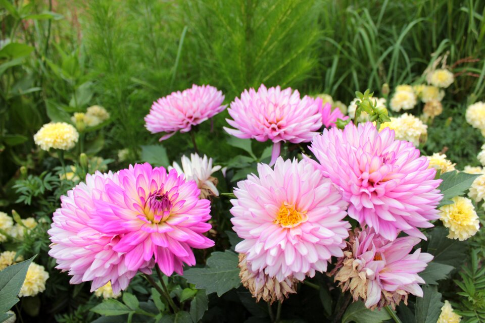 Flowers botanical gardens denver