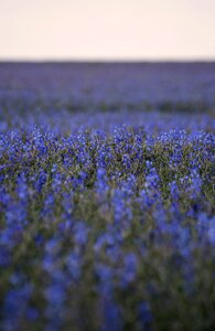 Nature blossom bloom