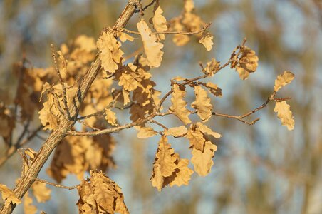 Landscape park forest photo