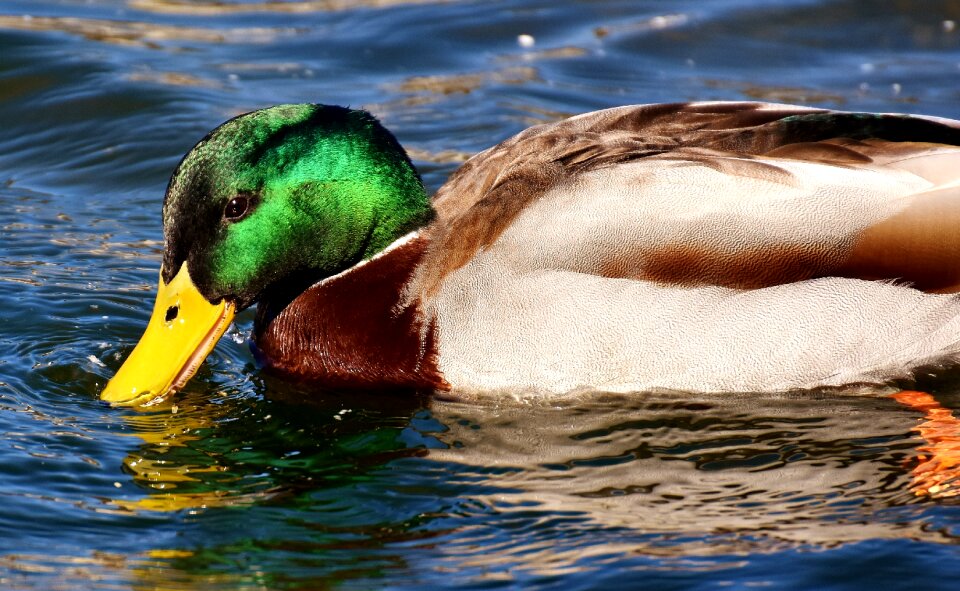 Water colorful animal