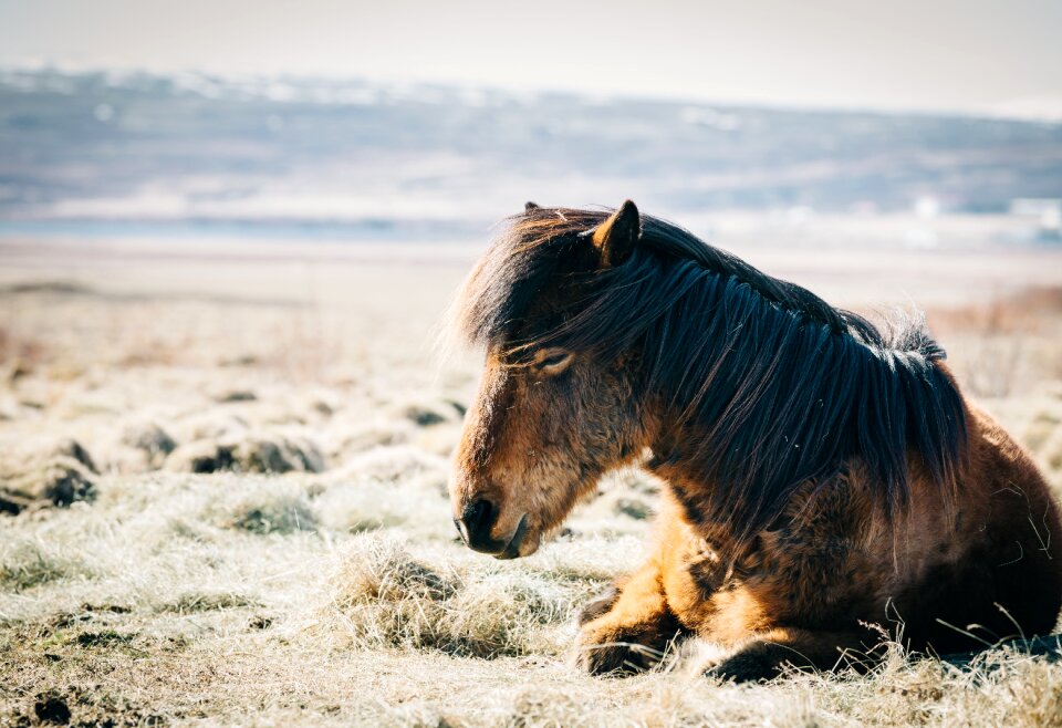 Day horse animal