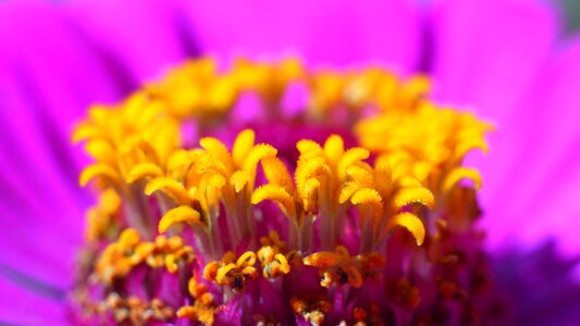 Flower nature plant
