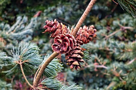 Seed cone ovulate cone reproduction photo