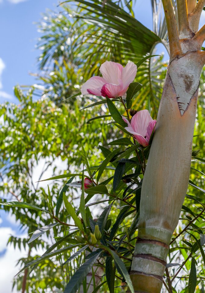 Pink hibiscus flowers tropical garden townsville region
