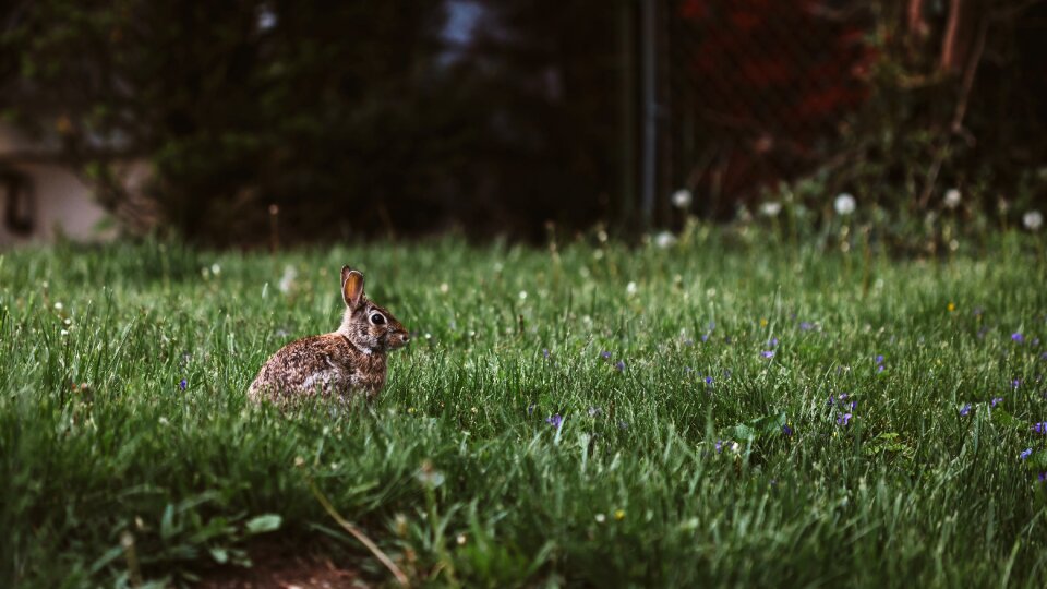 Field squirrel animal photo