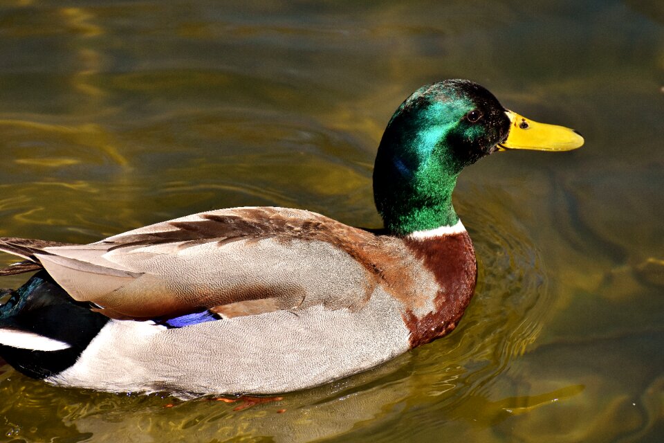 Water colorful animal