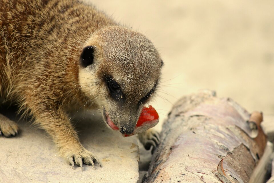 Scharrtier cute mammal