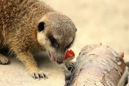 Scharrtier cute mammal