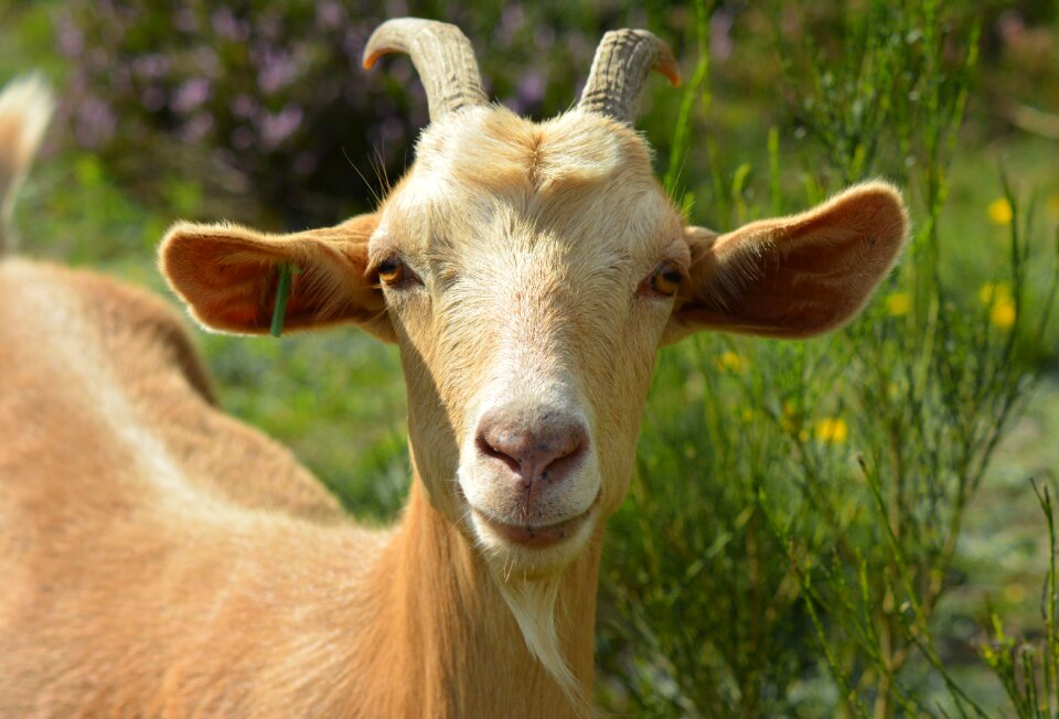 Goat portrait portrait pillar