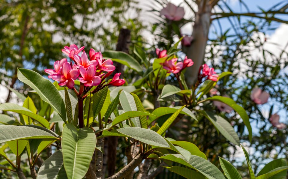 Pink flowers tropical gardens townsville