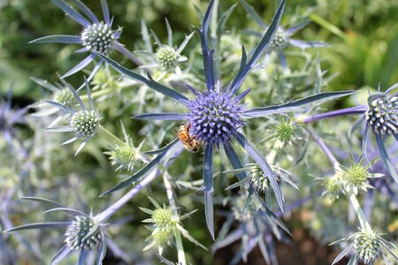 Nectar botanical gardens denver