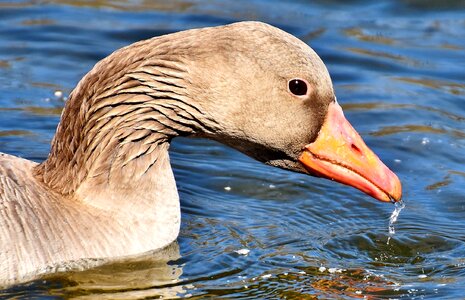 Animal pond bird