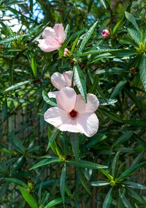 Hawaiian hibiscus pink hibiscus flowers tropical garden photo
