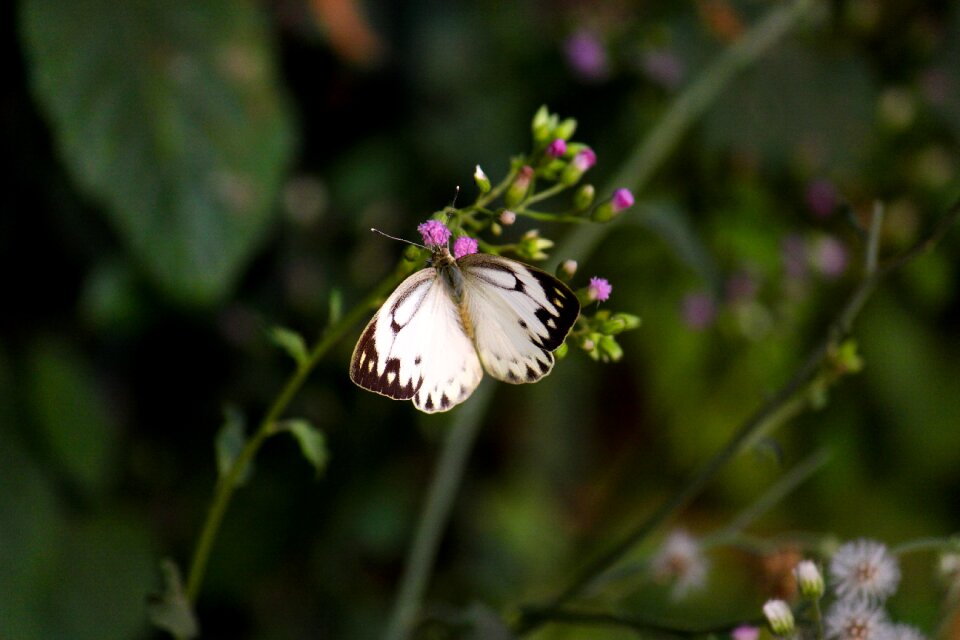 Summer wildlife plant