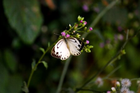 Summer wildlife plant