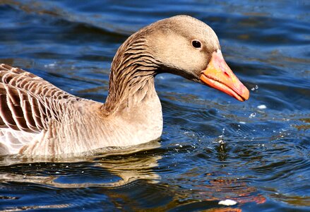 Animal pond bird