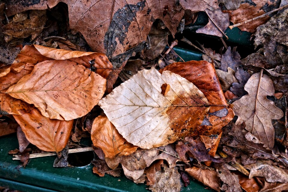 Fallen leaf dried leaf vein