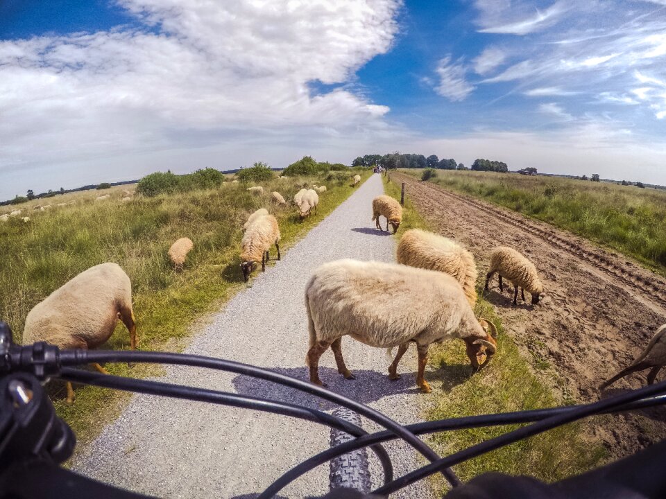 Road nature landscape