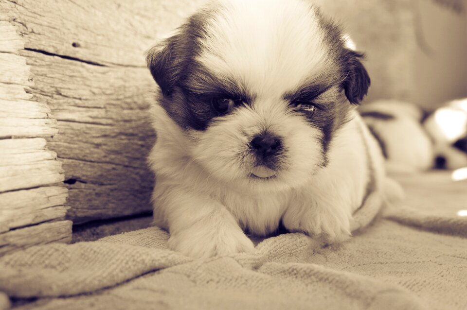 Pet animals brown puppy
