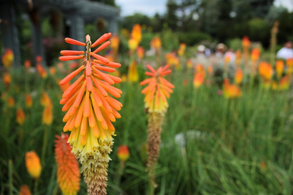 Yellow flowers orange flowers red