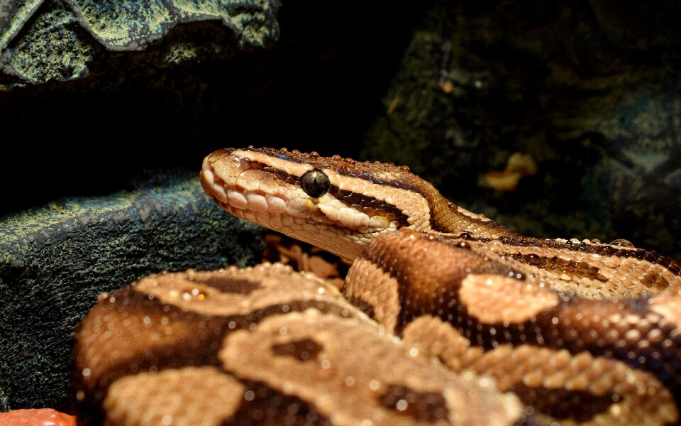 Ball python boa head