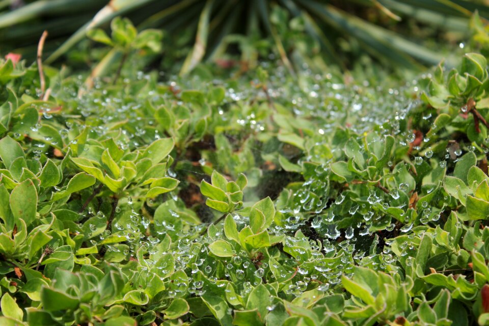 Spider plant botanical gardens