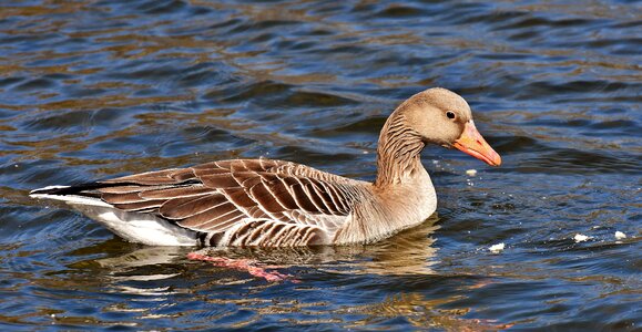 Animal pond bird photo