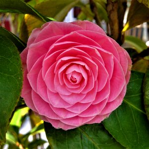 Petal plant flower