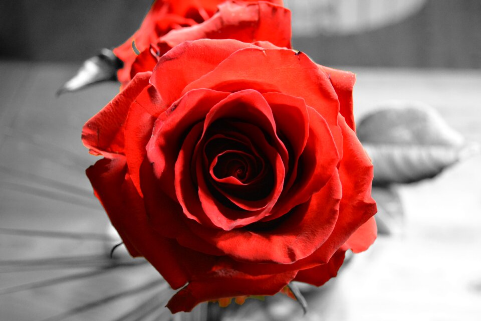 Close up plant rose