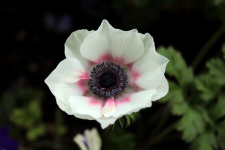 Botanical gardens denver lilly photo