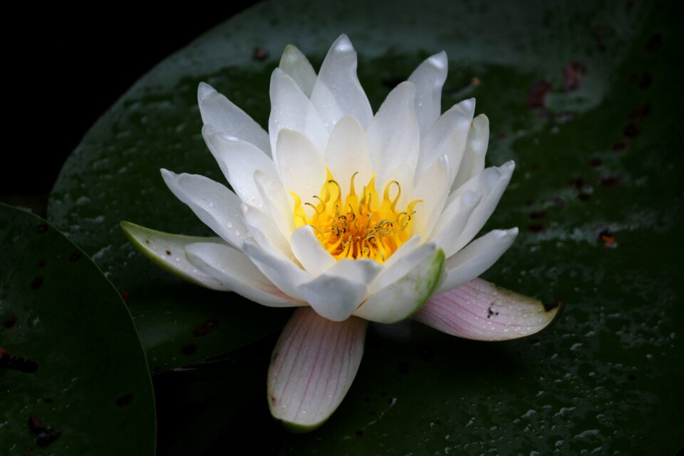 White water lily plants pond