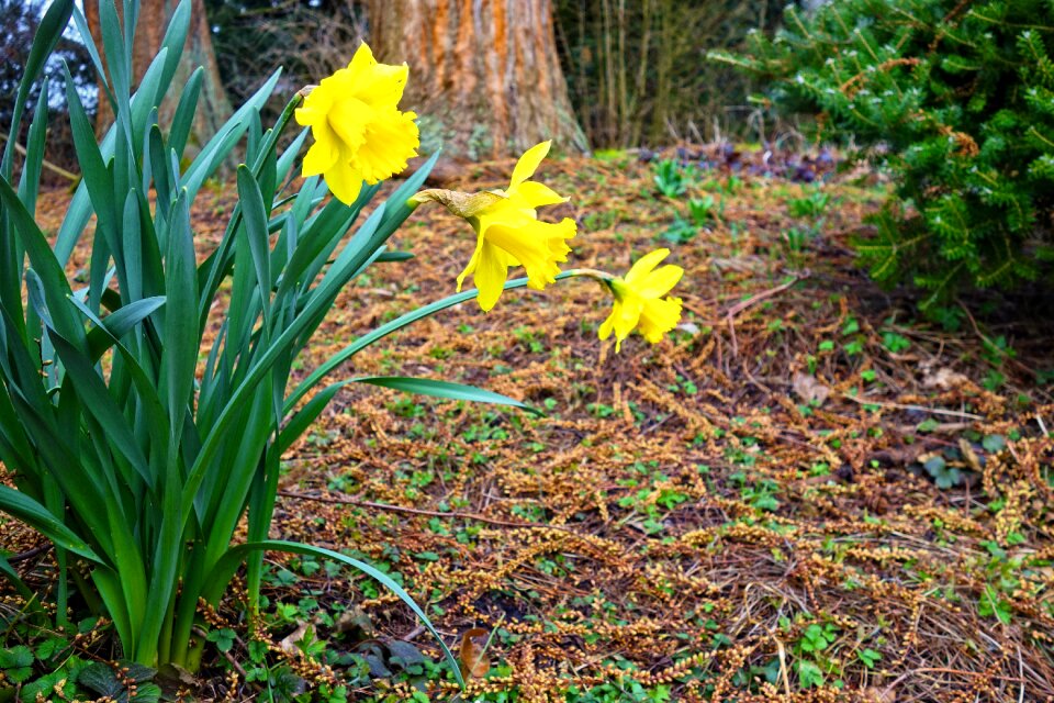 Plant narcissus spring photo