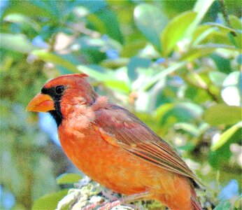 Cardinal song bird wildlife