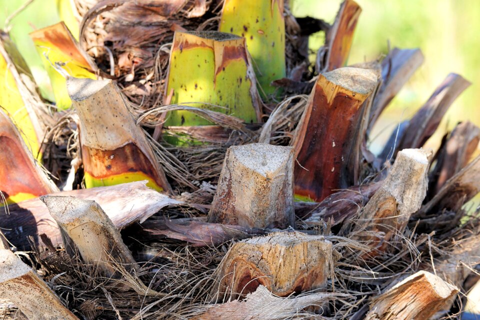 Plant structure log