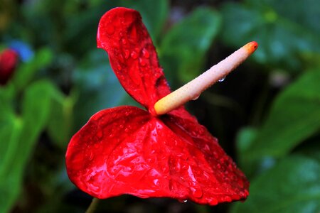 Leaf flower plant