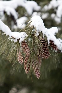 Season outdoors fir