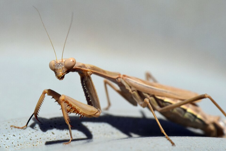 Macro close up animal photo